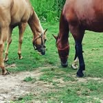 Penny and Ginger - @penny_ginger_western_english - Instagram