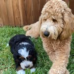 Penny and Ginger - @doodettes.penny.and.ginger - Instagram