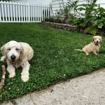Penny and Ginger - @penny_andginger - Instagram