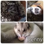 Penny, Coco, and Ginger - @hammyarmy - Instagram