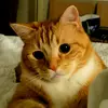 Penny Da Ginger Cat - @pennydagingercat - TikTok