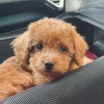 Penny Ginger Lane - @pennygirlpoodle - Instagram