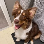 Penny - @ginger_penny_2020 - Instagram