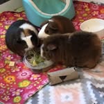 Penny, Lola, And Ginger - @the3littlepiggss - Instagram