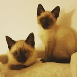 Penny, Thainy, Holly und Ginger - @kissa_hh_2021 - Instagram
