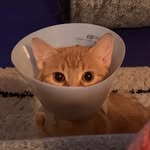 Penny the Ginger Cat 🐱 - @pennythegingercat - Instagram