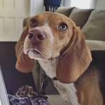 Penny the Ginger Hound 🐾 - @pennythegingerhound - Instagram