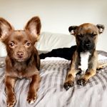 Penny and Granger  🐾 - @penny_granger_ - Instagram