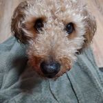 Penny Guy - @penops_guy - Instagram