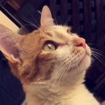 Penny - @penny_the_guy - Instagram