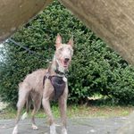 Penny - @pennyguy24 - Instagram