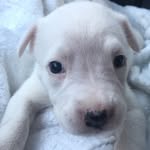 Penny Hall - @pennythepuppee - Instagram