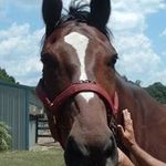 Penny Hallman - @penny.merrylegs - Instagram