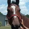 pennycohnhallman - @pennycohnhallman - TikTok