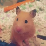 @penny_hammy - Instagram