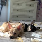 Penny.hammster - @penny.hammster - Instagram