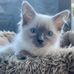 Penny Harding - Facebook