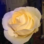 Penny Harrell - @peechrose - Instagram