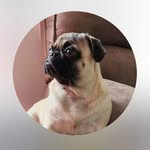Penny Harrell - @penny_pug_harrell - Instagram