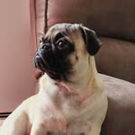 Penny Harrell - @pen.da.monium - Instagram