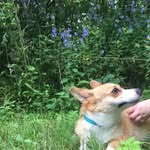 Penneth "Penny" Susanne Hatch - @penneththecorgi - Instagram