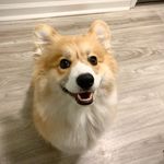 Penny the Fluffy Corgi - @peanutheadpenny - Instagram