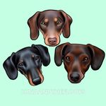 Luna, Penny & Henry 💕🐾 - @lunaandthefloofs - Instagram