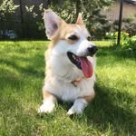 Penny and Henry - @1dcorgi - Instagram
