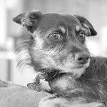 Penny Henry 🐶 - @pennywhistle_pupper - Instagram