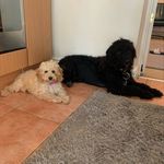 Penny, Henry, Daisy, mouse amd Stanley - @pennyhenryanddaisys_adventures - Instagram