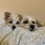Penny, Henry, Carl - @pennyhenrycarl - Instagram