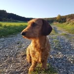 Penny Lane & Henry - @penny_and_henry - Instagram