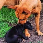Penny, Ninja & Henry - @pretty_penny_and_ninja - Instagram