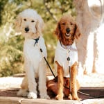 Penny and Tucker The Goldendoodles🤎 - @_pennyherrera_ - Instagram
