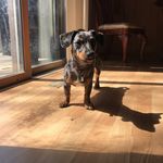 penny b herrera - @penny.the.chiweeny - Instagram