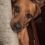 Penny *Doginsta* - @pennyherrera20 - Instagram