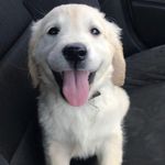 Penny Herrera - @pennythegolden5 - Instagram