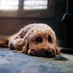 Penny Herrington - @pennydoodleherrington - Instagram