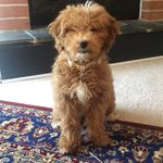 Penny Royal “Hopper” Ochi - @penny_with_the_dood_hair - Instagram