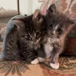 Penny Horner - @armynana55 - Instagram