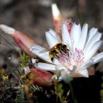Penny Howard - @bitterrootbeacon - Instagram