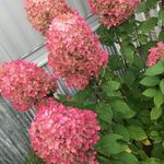 Penny Wiergowski-Casteller - @pennyinglennie - Instagram
