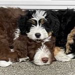 Penny & Jack - @jack.and.penny.doodle - Instagram
