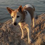 Penny - @pennyjackrussell - Instagram