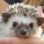 two hogs two moms - @penny_jack - Instagram