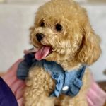 Penny Jensen - @iampennythepoodle0128 - Instagram