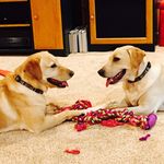 Penny and Lucy - @pennylucykahn - Instagram