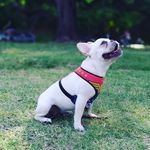 Penelope - @penny_kunzi_padularrosa - Instagram