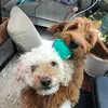 Link and Penny - @linkandpenny - TikTok