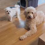 @lotte_und_penny - Instagram